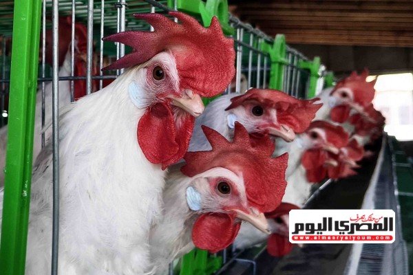أسعار الدواجن - صورة أرشيفية