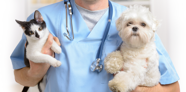 vet care